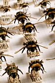 Mounted bumble bees