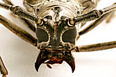 Mounted longhorn beetle