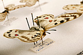 Mounted apollo butterfly
