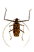 Mounted harlequin beetle