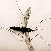 Mounted mosquito