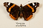 Mounted red admiral butterfly