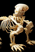 European mole skeleton