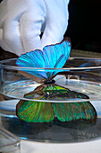 Blue morpho butterfly iridescence