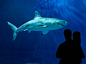 Great White shark,Monterey Bay Aquarium