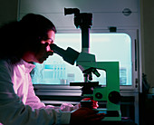 Scientist using a light microscope