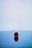 High speed flash photograph of water drop impact
