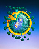 Illustration of structure of HIV virus