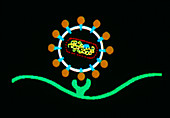 Illustration of AIDS virus structure