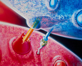 Artwork: Inside the AIDS virus,monocyte/T4 cell