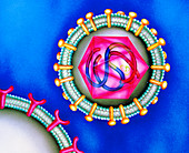 Illustration of HIV-1 virus responsible for AIDS