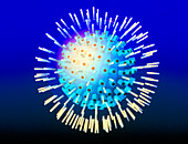Computer graphic of a Herpes simplex virus