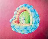 Cutaway illustration of an AIDS virus