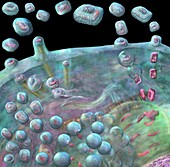 Smallpox virus life cycle