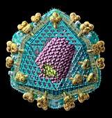 AIDS virus particle internal structure