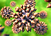 Human papilloma virus particles