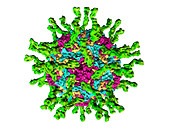 Human poliovirus particle