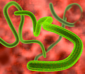 Ebola virus particles