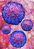Human papilloma viruses,artwork