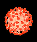 HIV particle