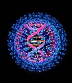 Herpes virus particle,computer artwork