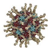 Human poliovirus,molecular model