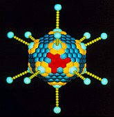 Molecular graphics model of adenovirus