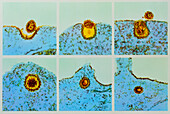 Colour TEM of the influenza virus infecting a cell