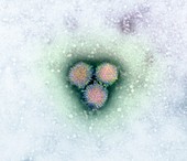 Adenoviruses