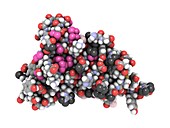 Human prion protein,molecular model