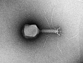 TEM of single T4 bacteriophage