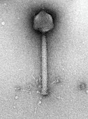 TEM of P1 bacteriophage