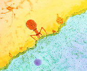 Coloured TEM of T4 bacteriophage infecting E. coli