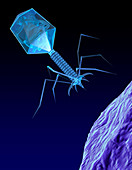 Bacteriophage virus