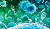 Bacteriophage viruses