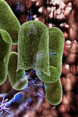 Bacteriophage virions,artwork