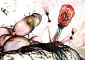 Bacteriophage virions,computer artwork