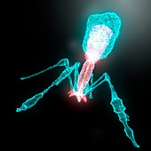 Bacteriophage virus,computer artwork