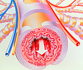Artwork of bronchodilator drug in bronchiole
