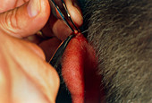 Biopsy being taken from syringoma on patient's ear
