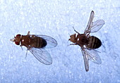 Mutant and normal fly