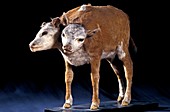 Two-headed calf