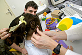 Cochlear implant testing