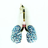 Cigarette filled lungs