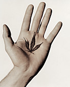 Cannabis leaf in a hand