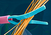 Coloured SEM of endoscopy scissors cutting hair
