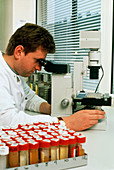 Technician examines urine samples for blood cells