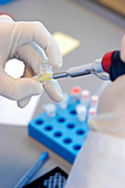 Testing for genetic blood disorders