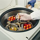 A centrifuge used to separate the blood components