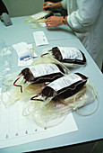 Labelling donor blood bags